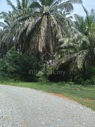 Ladang Kelapa Sawit di Bandar Baharu, Kedah Untuk Dijual 1