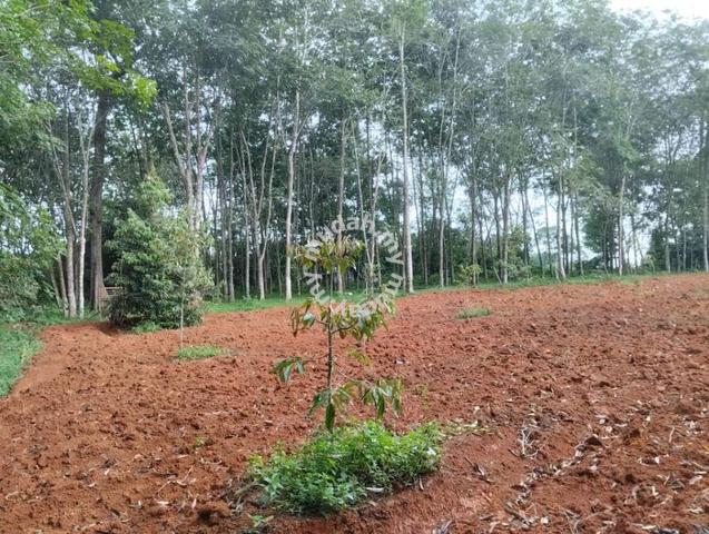 Agricultural Land for Sale, 1 Acre(s), Segamat, Johor | Mudah.my