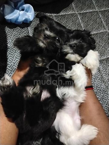 Shih Zhu Female Puppy - photo 2 of 4