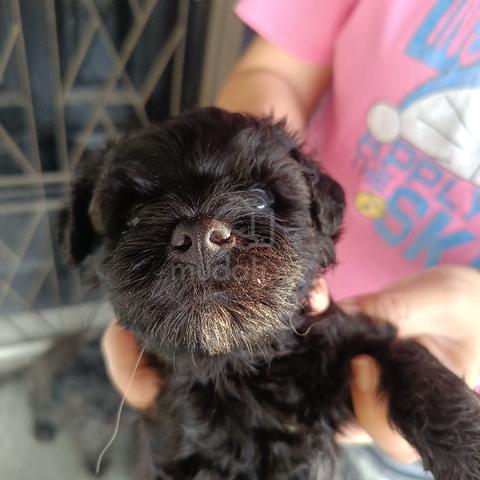 puppy poddle  - photo 2 of 4