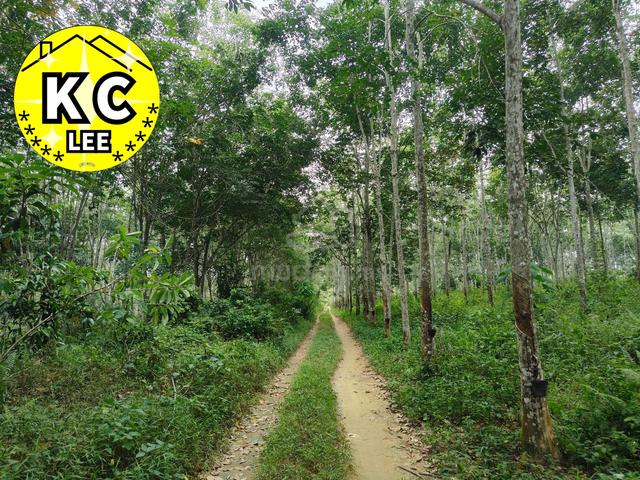 5.03 Acres Agricultural Land For Sale | Sauk |Perak 1