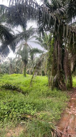 Palm Oil Tree For Sale @ Grisek 1