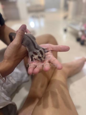 Sugar Glider baby - photo 2 of 3