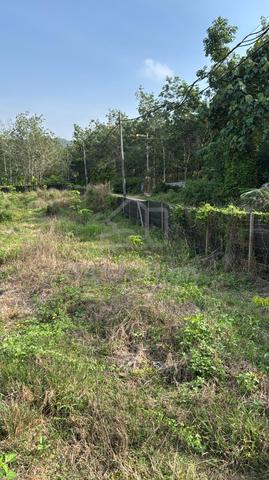 Rubber Plantation 1