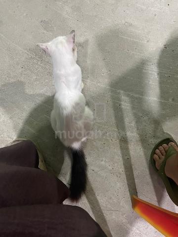 kucing parsi - photo 5 of 5