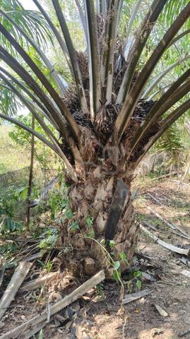 Kebun Sawit Muda 5 Ekar 1