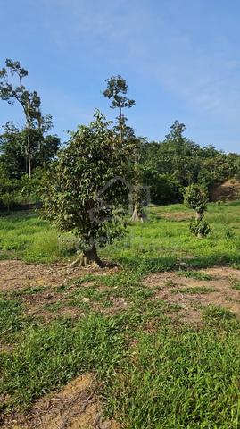 6 Acre Durian Land for sale at Desa Damai, Bentong 1
