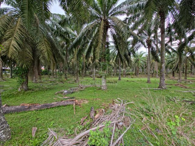Agricultural Land for Sale, Kluang, Johor. 1