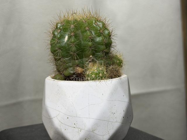 cactus for Computer - photo 2 of 5