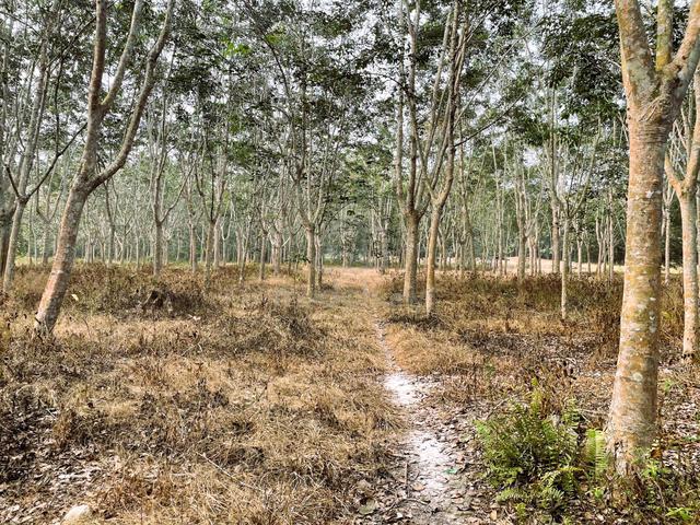 Kebun Getah 6 Ekar Mukim Jemaluang, Mersing 1