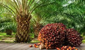 Fully planted oil palm estate for sale, Sematan Sarawak 1