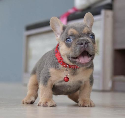 Carousel Image Selected