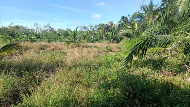 TANAH TEPI LAUT – OWNER NAK JUAL CEPAT | API API Pontian Johor 1