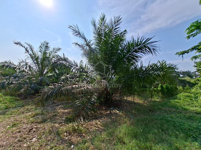 Taman Siputeh Permai, Siputeh - Lot Rumah - Kelapa Sawit (FOR SALE) 1