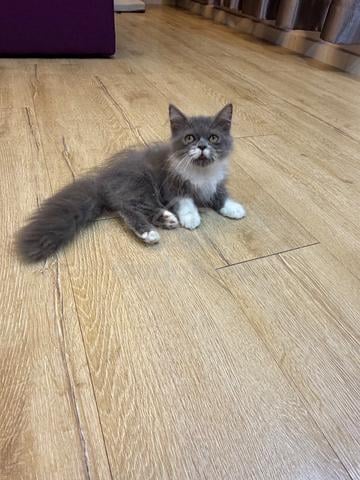 Bicolor Munchkin kitten - photo 4 of 6