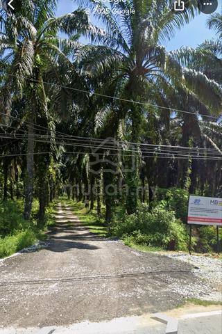Selama Land Besides Main Road Oil Palm Tree Land For Sales 2