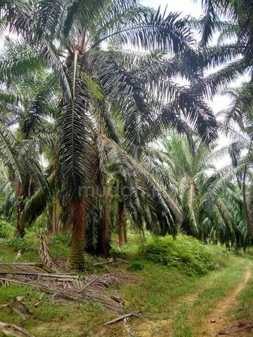 Tanah Pertanian 2.9 Ekar di Beruas, Manjung (Bersebelahan WCE Highway) 1