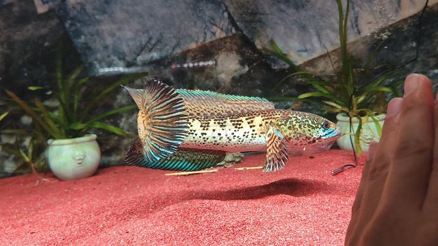 Auranti 13 inch mental on - photo 3 of 3
