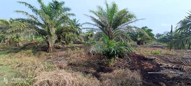 Tanah Kebun Sawit 3 Ekar Paling Murah Di Sabak Bernam 1