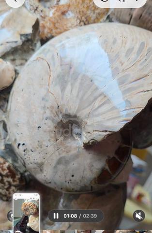 Madagascar Large Ammonite clusters with stand. - photo 4 of 6