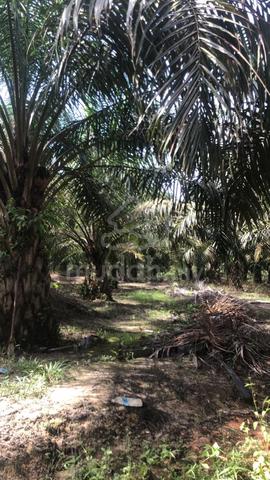 Good for Looking Investors Oil Palm Plantation for Sale at Pahang 1