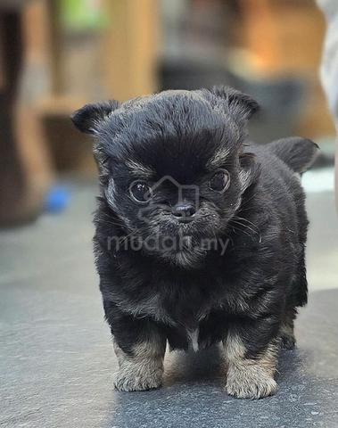 black and white Chihuahua ~7 - photo 5 of 6