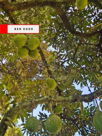 3.225 Acres | Old durian farm| Orchard | Beruas | PERAK 1