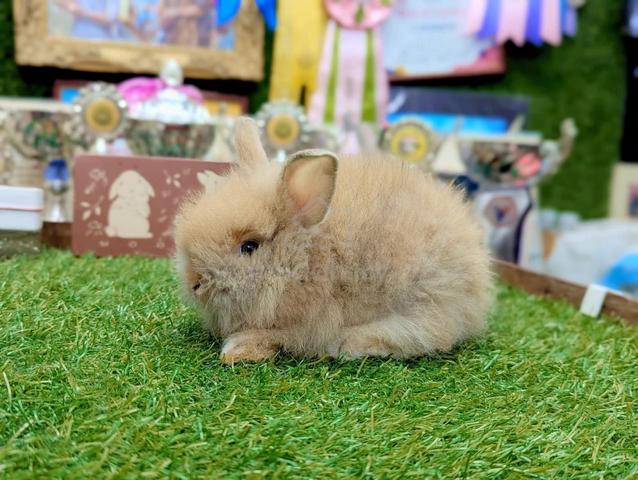 Arnab Mix Teddy Rabbit, btn - photo 3 of 3