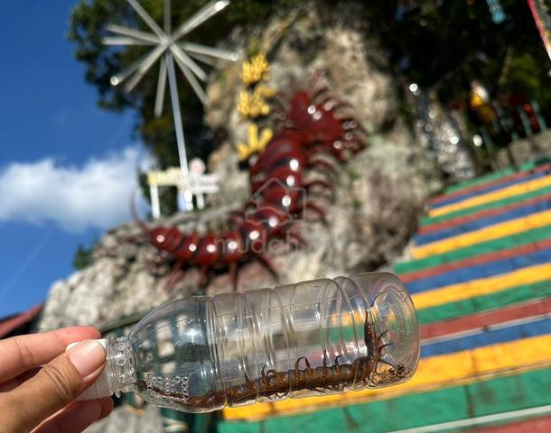 Carousel Image