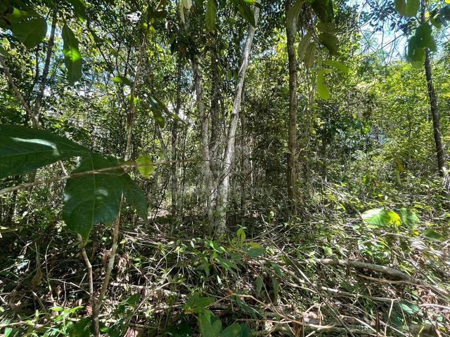 TANAH KEBUN Belakang kolej KEDA Sik Ada Jalan Keluar Masuk 4