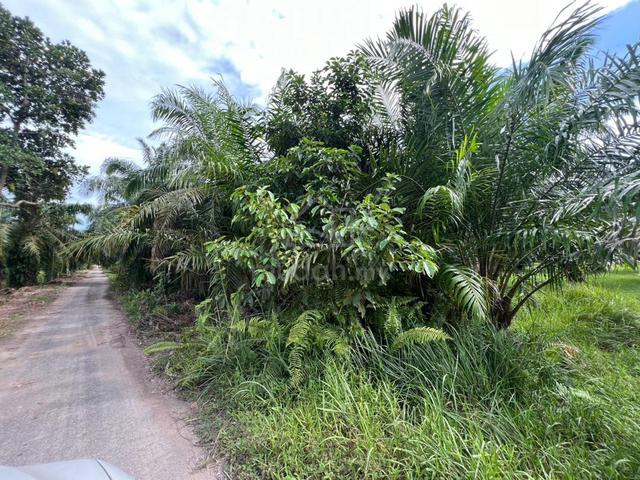 Tanah pertanian Lorong 19 Kampung Sungai Sireh, Tanjong Karang 1