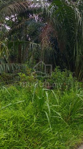 4.2 acres Oil Palm Batu 28 to Tanjung Bin Parit Sulaiman 1