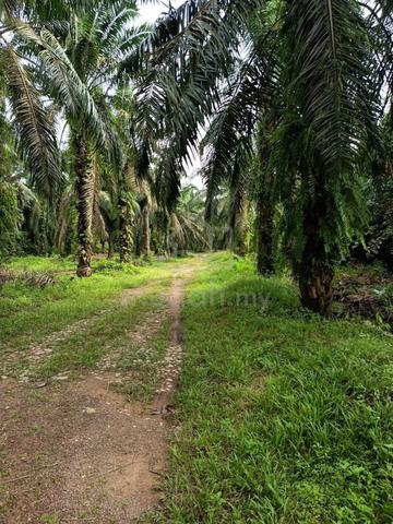 Tanah Pertanian Sawit Kg Stulang Gajah Lenga Muar Good Investment 1