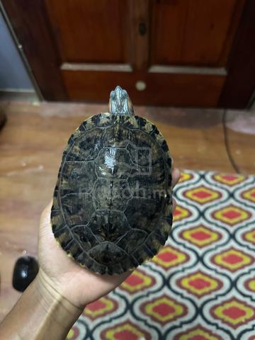 Carousel Image