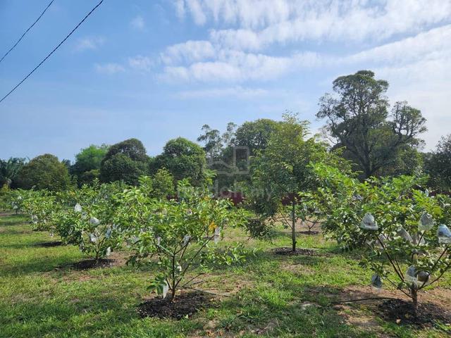 Melaka Alor Gajah Lendu Freehold Durian Land for Sale 1