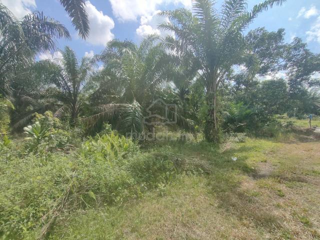 Tanah Kebun Kelapa Sawit untuk dijual 1