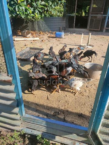 Carousel Image