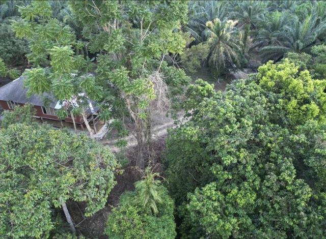 Kota Tinggi / Gunung Panti / Dekat dengan Jeram 1
