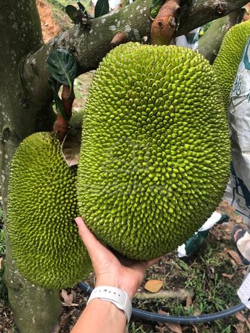 Keru, Tampin Roadside Durian Land for Sale 4