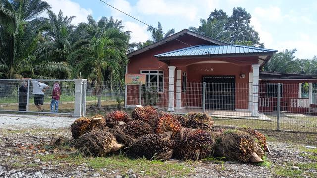 Tanah Pertanian KEBUN KELAPA SAWIT( Ada Hasil) berserta HOMESTAY 1