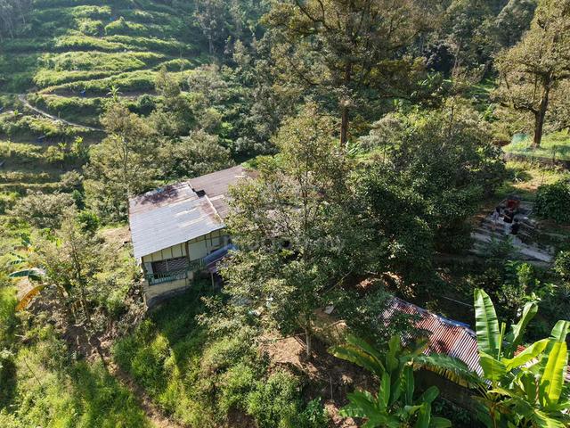 Ayer Putih Durian Farm 35 Years Tree Alot Type Fruit Cheaper Rental !! 1