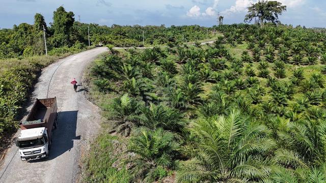 Big Oil Palm Plantation For SALE in Sarawak 1