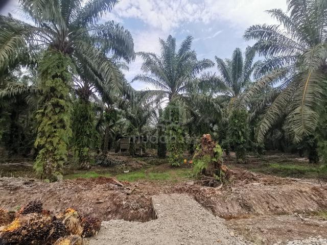 Palm Oil land for sale @Teluk Kerang, Pontian, Johor 1
