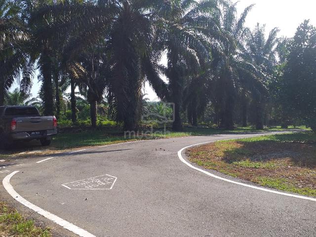 sawit tnh bukit kg murni jaya 60k/ekar 1