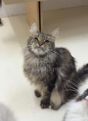 Carousel Image Selected