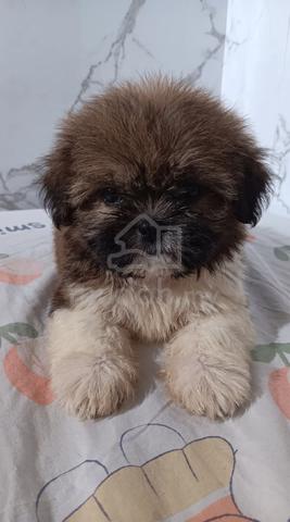 Carousel Image Selected