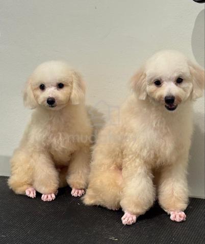 Carousel Image Selected