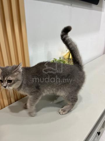 british short hair bsh female golden blue - photo 3 of 3