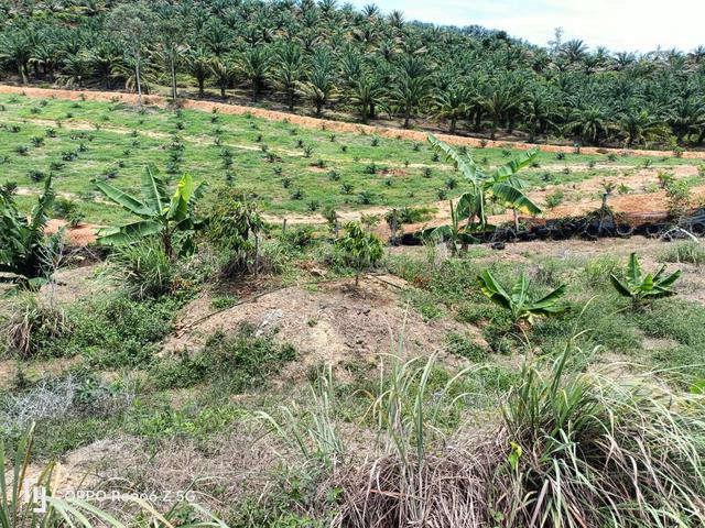 Kota, Gadong 3 acres Agri Land for SALE, NEGO 1