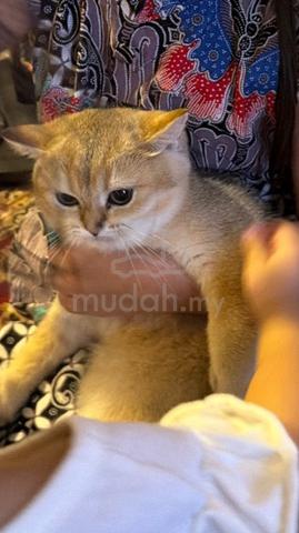 bsh golden kitten - photo 2 of 4